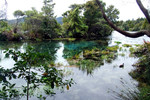 Pupu springs 4